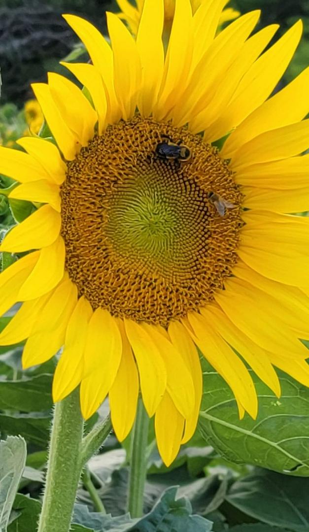 Busy Bees At Work