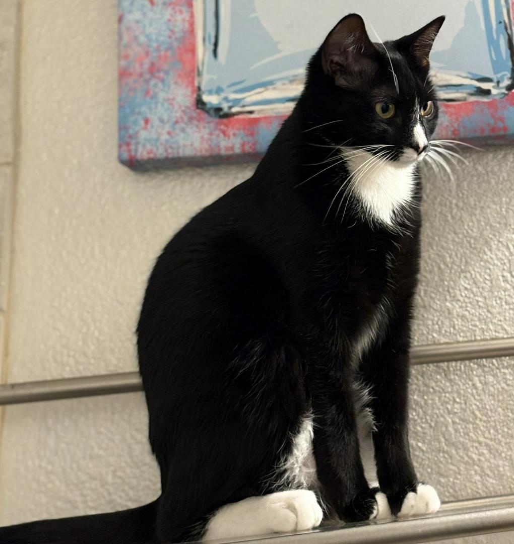 Lilbabysatan— black Norwegian          forest cat
&
Tippytoes￼ - tuxedo cat
Partners in Crime.
   