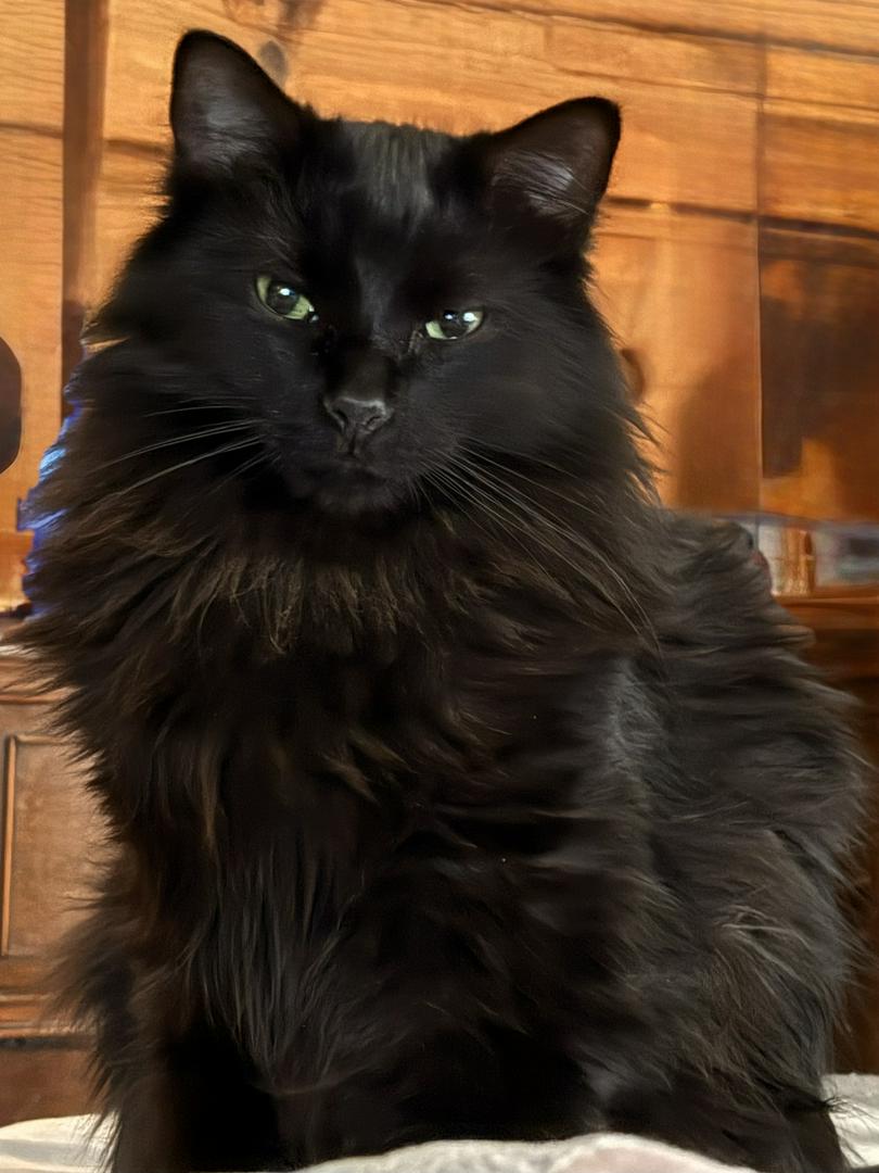 Lilbabysatan— black Norwegian          forest cat
&
Tippytoes￼ - tuxedo cat
Partners in Crime.
   