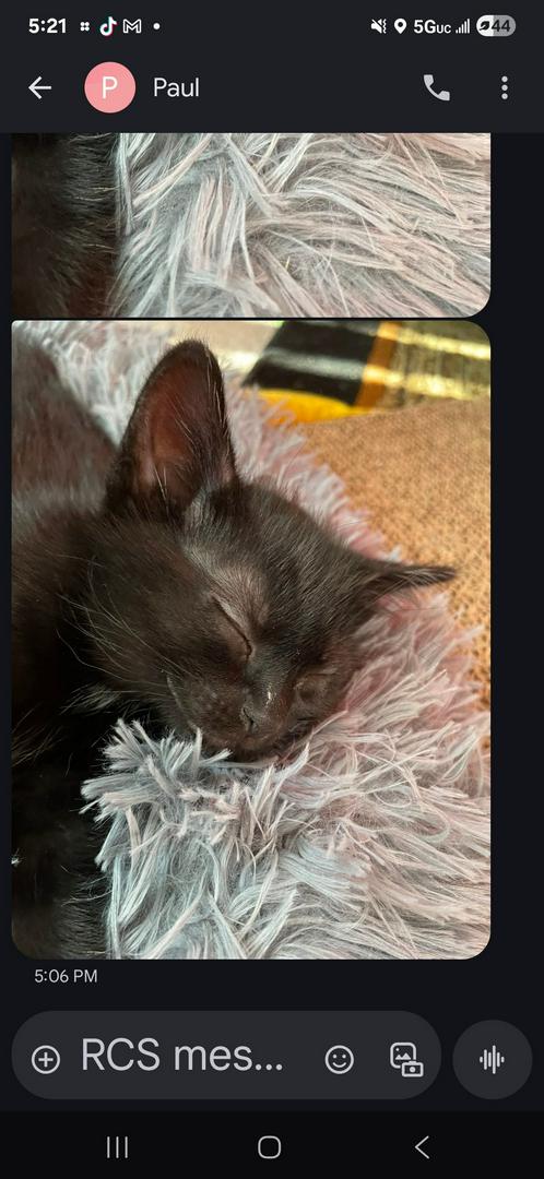 I am too a loving cat woman rescued 3 kept them then  rescued 2 more an had 4babies  I kept them All