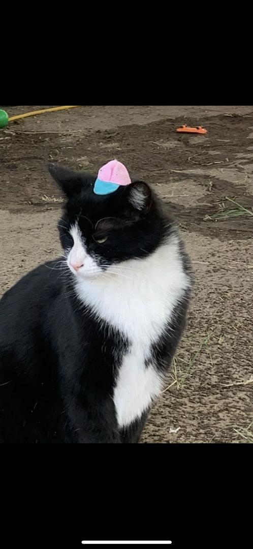 Fat cat in a little hat 🤣😹