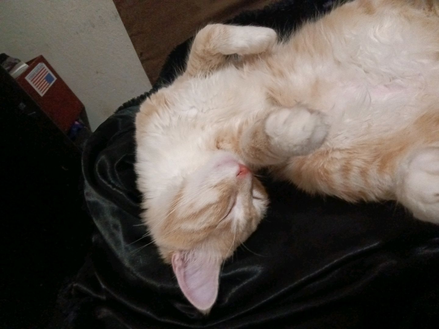 my little main coon tabby