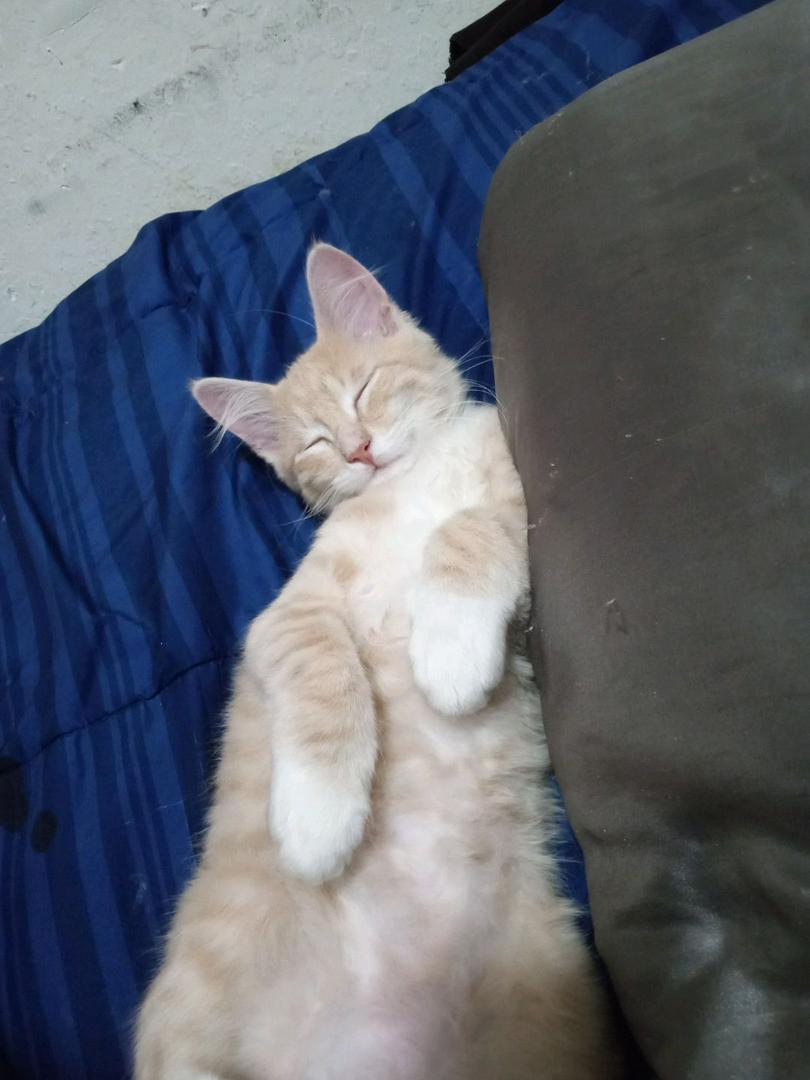 my little main coon tabby