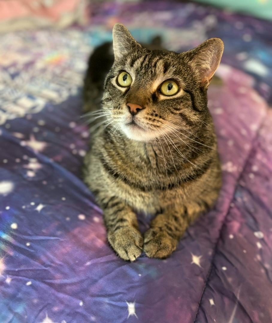 🐱✨ The Cat Who Reminds Me to Slow Down ✨🐱