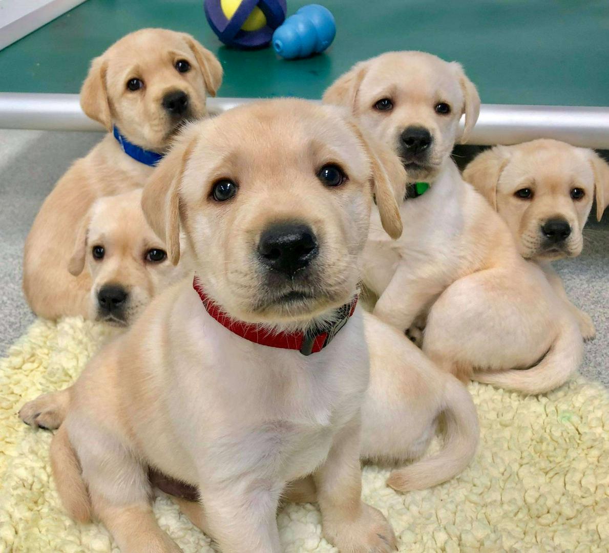 Man’s Best Friend: The Timeless Bond with Dogs

Dogs have long been called man’s best friend