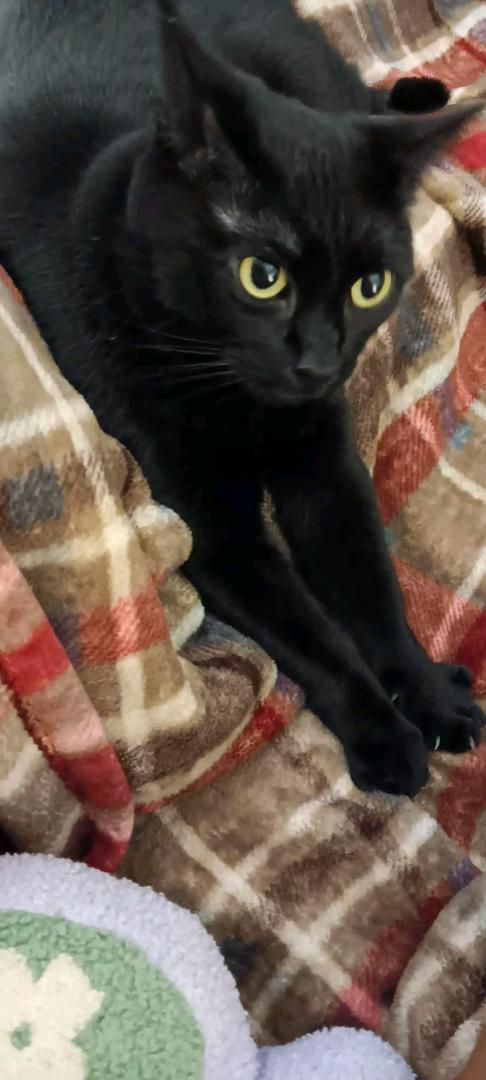 My miniature panther Bagheera