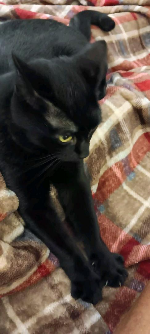 My miniature panther Bagheera