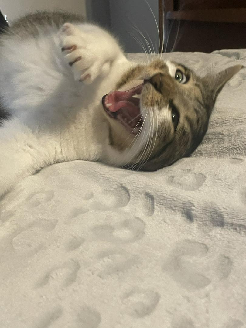 My cat mid yawn!!