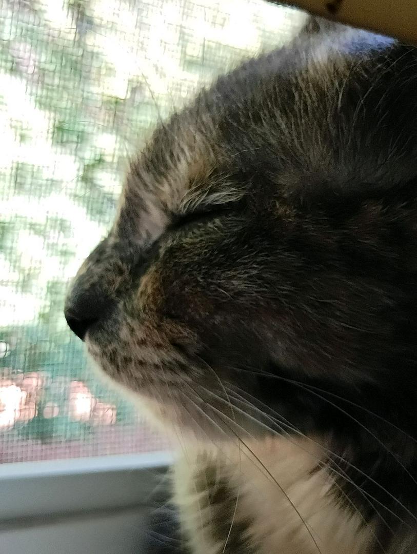 My cat is just meditating on life...