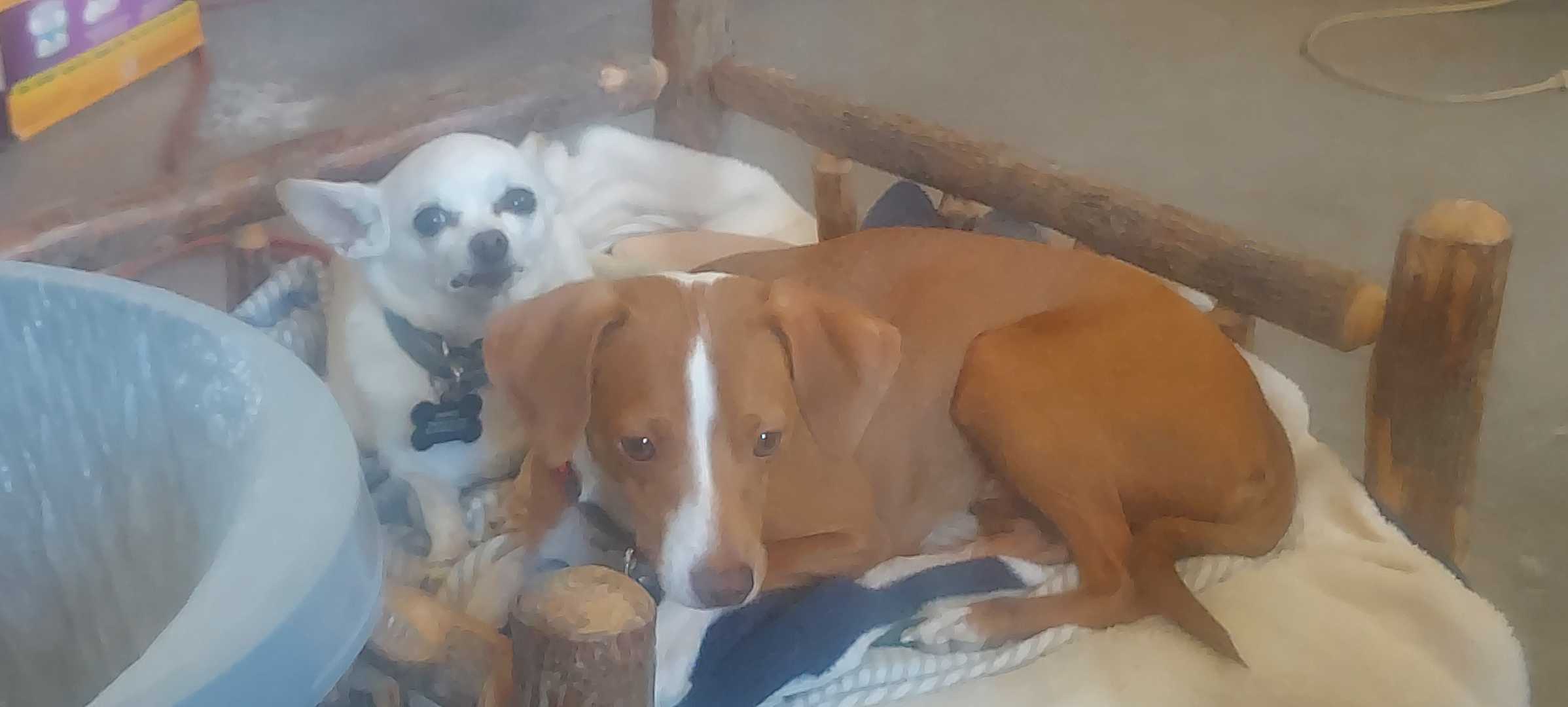 D.O.G. and Murphy A friend for life. These 2 antagonize each other, but they love each other. They a