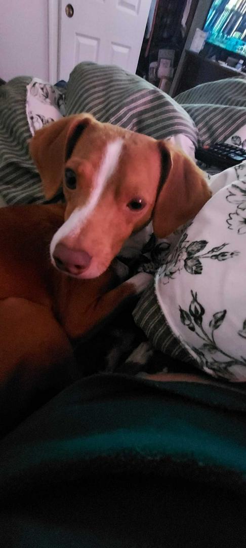 D.O.G. and Murphy A friend for life. These 2 antagonize each other, but they love each other. They a
