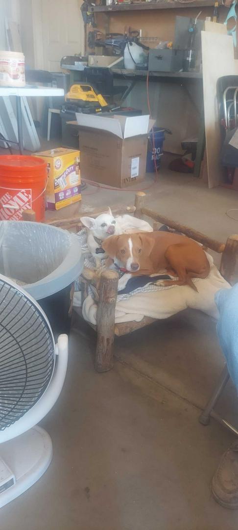 D.O.G. and Murphy A friend for life. These 2 antagonize each other, but they love each other. They a
