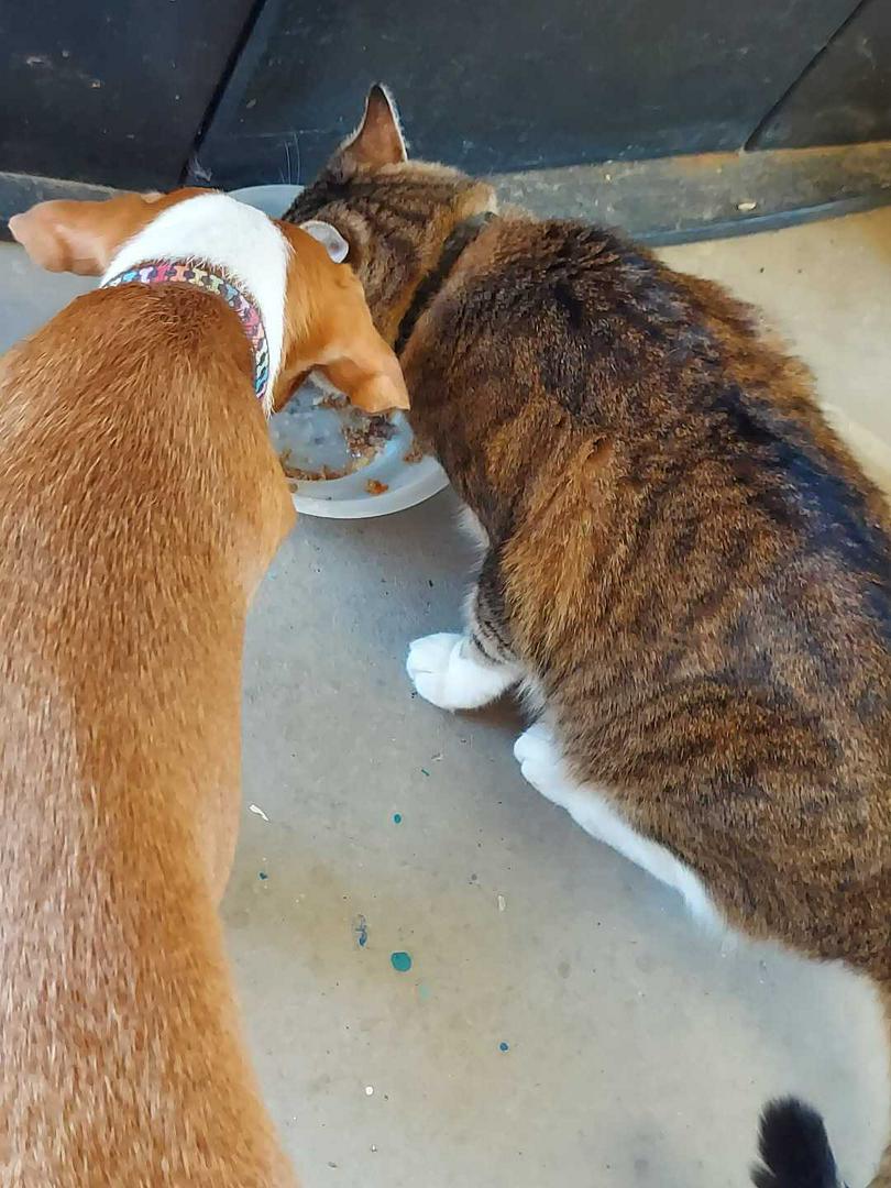 D.O.G. and Murphy A friend for life. These 2 antagonize each other, but they love each other. They a