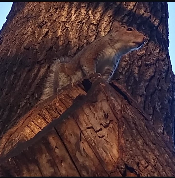 The Squirrels Of Washington Square Park