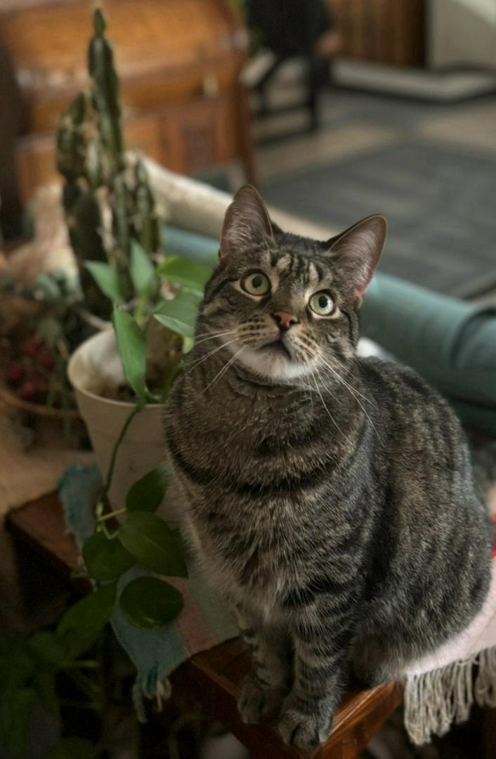 7 Things Only Cat Owners Truly Understand