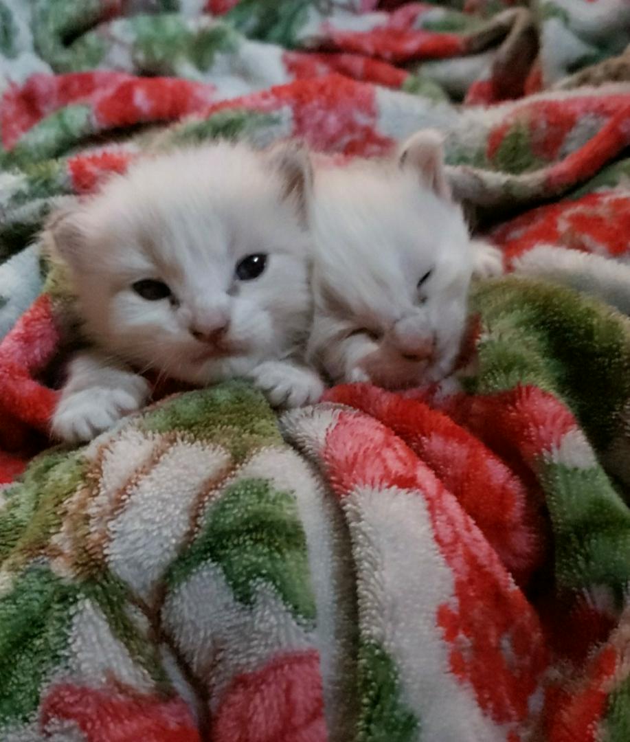 Cute and cuddles