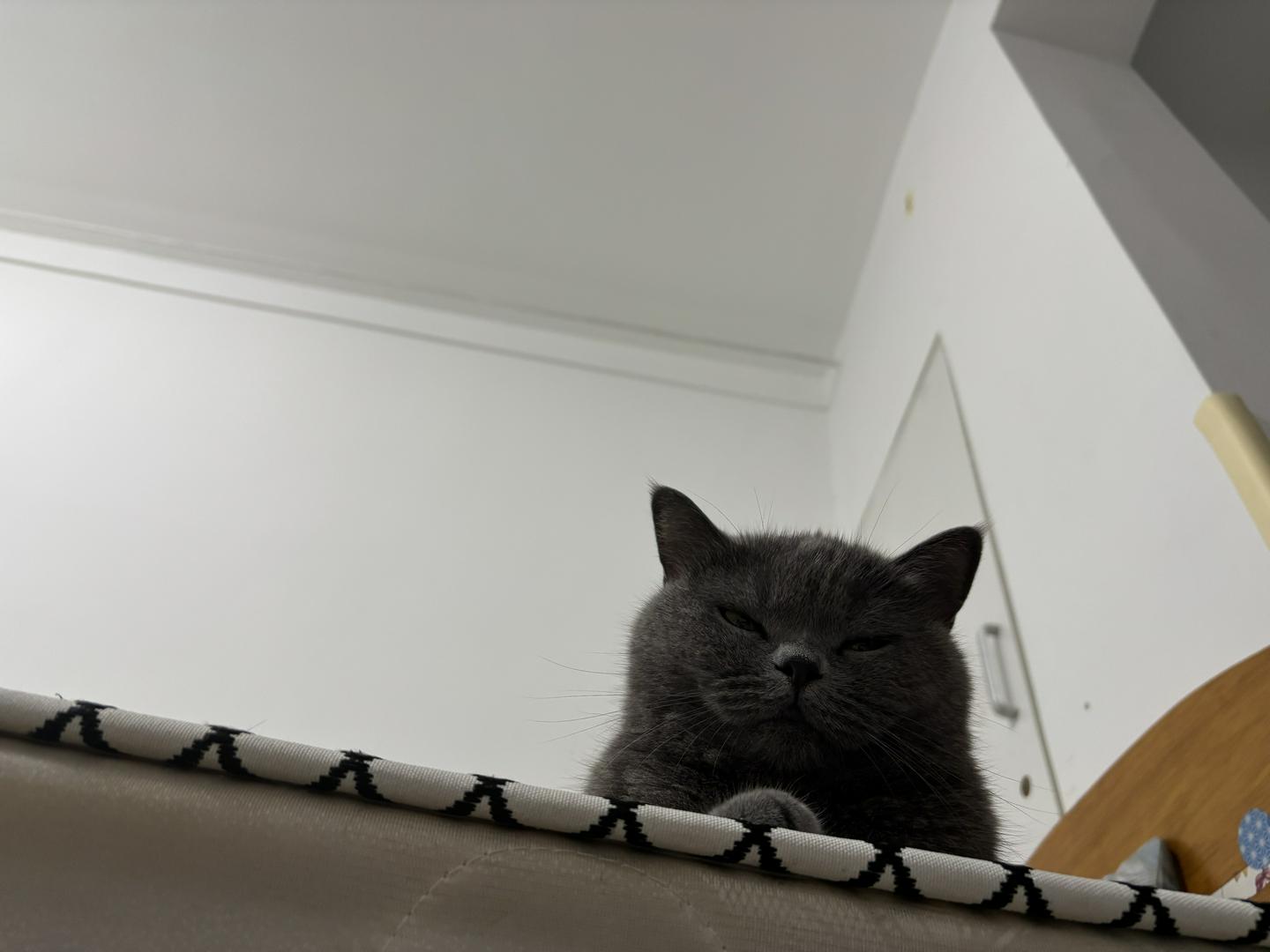 "Bored Kitty Alert! Need Game Recommendations STAT! 🚨"