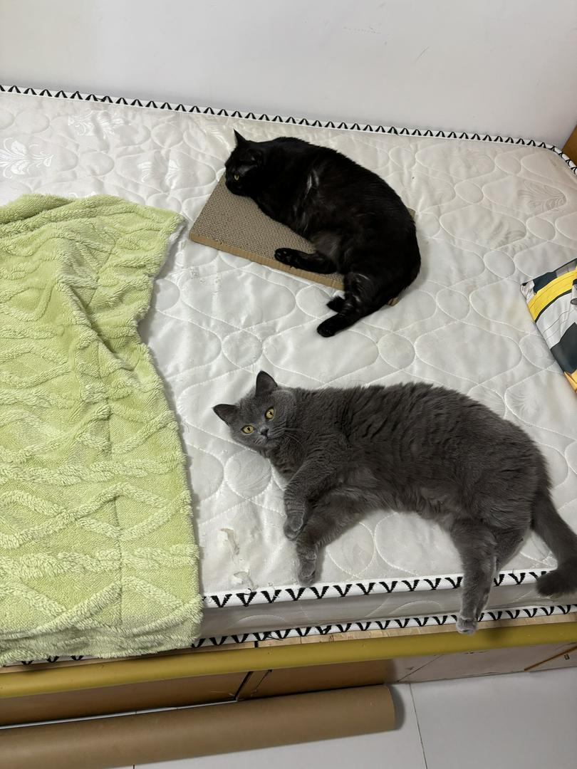"Bored Kitty Alert! Need Game Recommendations STAT! 🚨"