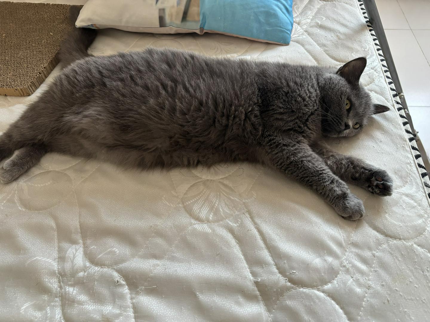 "Bored Kitty Alert! Need Game Recommendations STAT! 🚨"