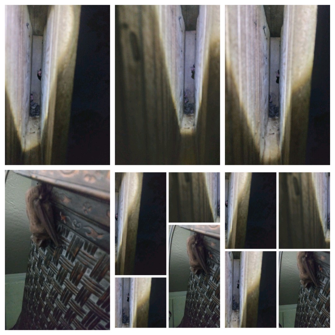 my bat house,with baby bats
they look like little pups or kittens with bat wings, enjoy watching