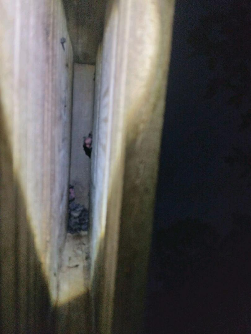 my bat house,with baby bats
they look like little pups or kittens with bat wings, enjoy watching