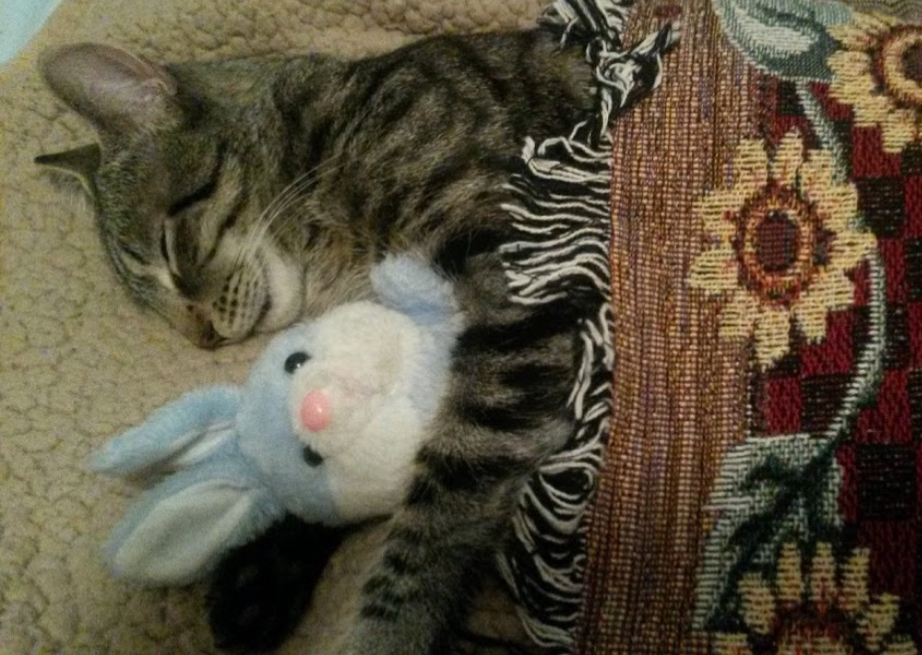 Why Cats Choose the Weirdest Sleeping Spots