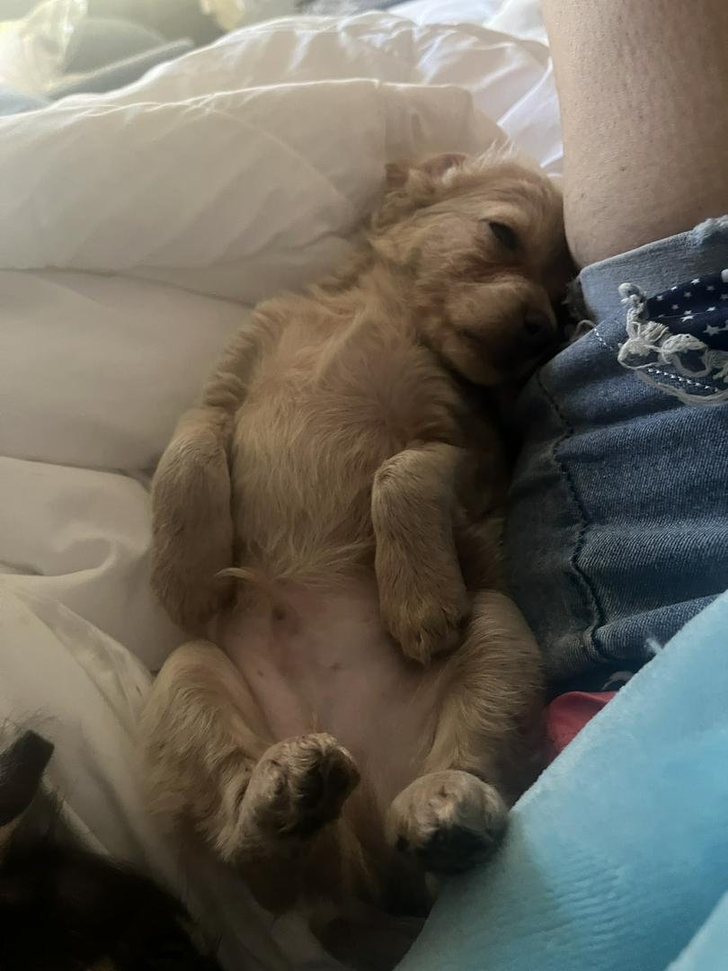 Unexpected puppies