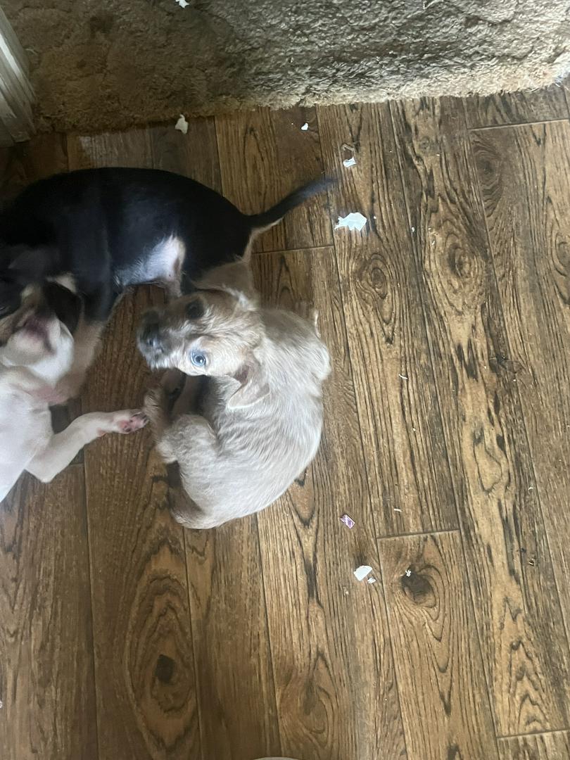 Unexpected puppies