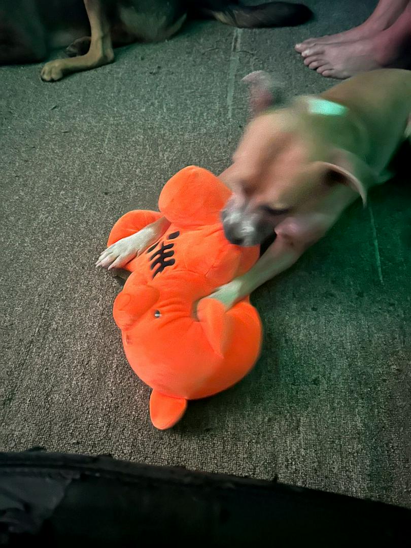 Silly Willie