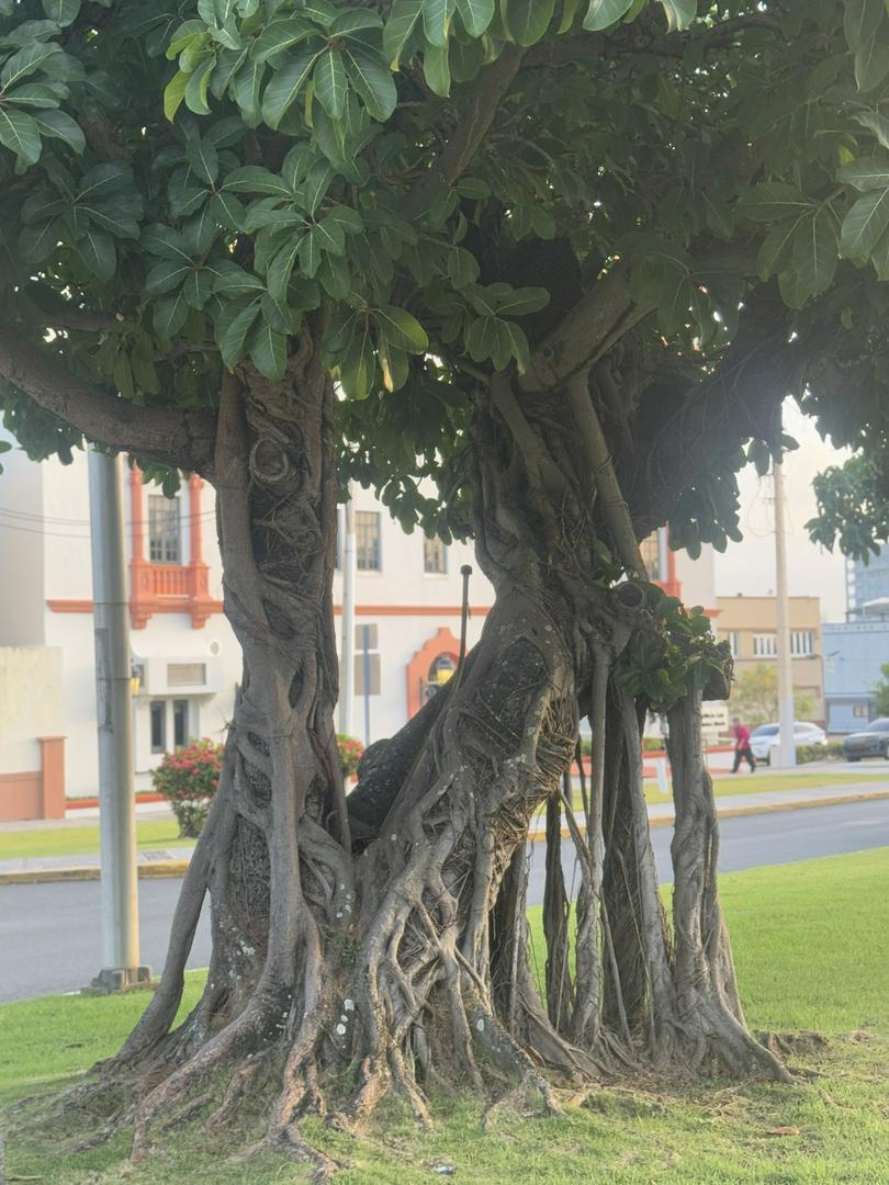 Tree!!!!!!!!   !!!!!!!!!!!!!!   !!!!!   