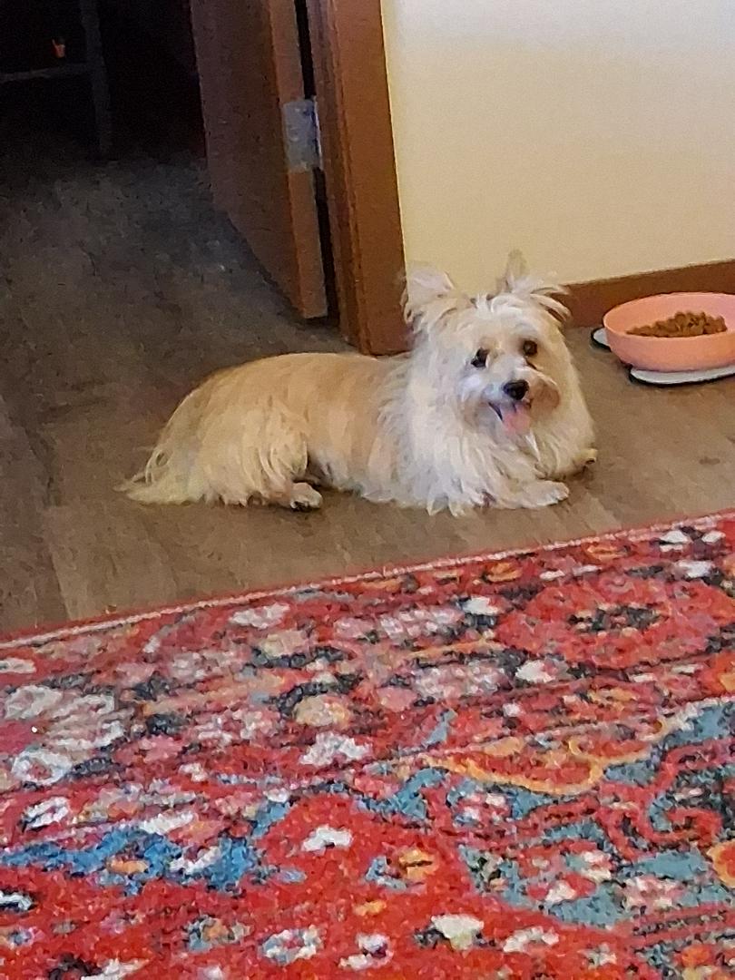 milo the yorkie, his latest adventure began on 8/23/25, the day I adopted him from a local shelter!
