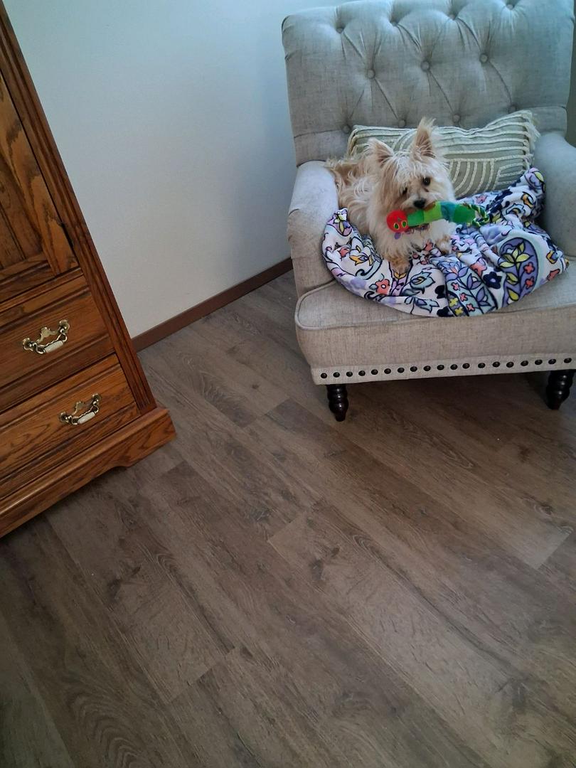 milo the yorkie, his latest adventure began on 8/23/25, the day I adopted him from a local shelter!