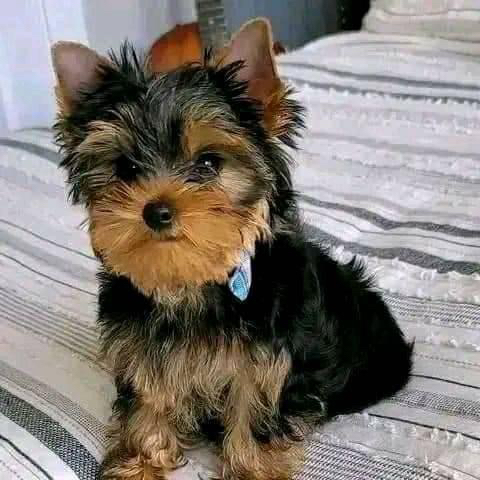Young Yorkie,her name is Luna.she’s white,black and grey.blue eyes.pleade read more down 