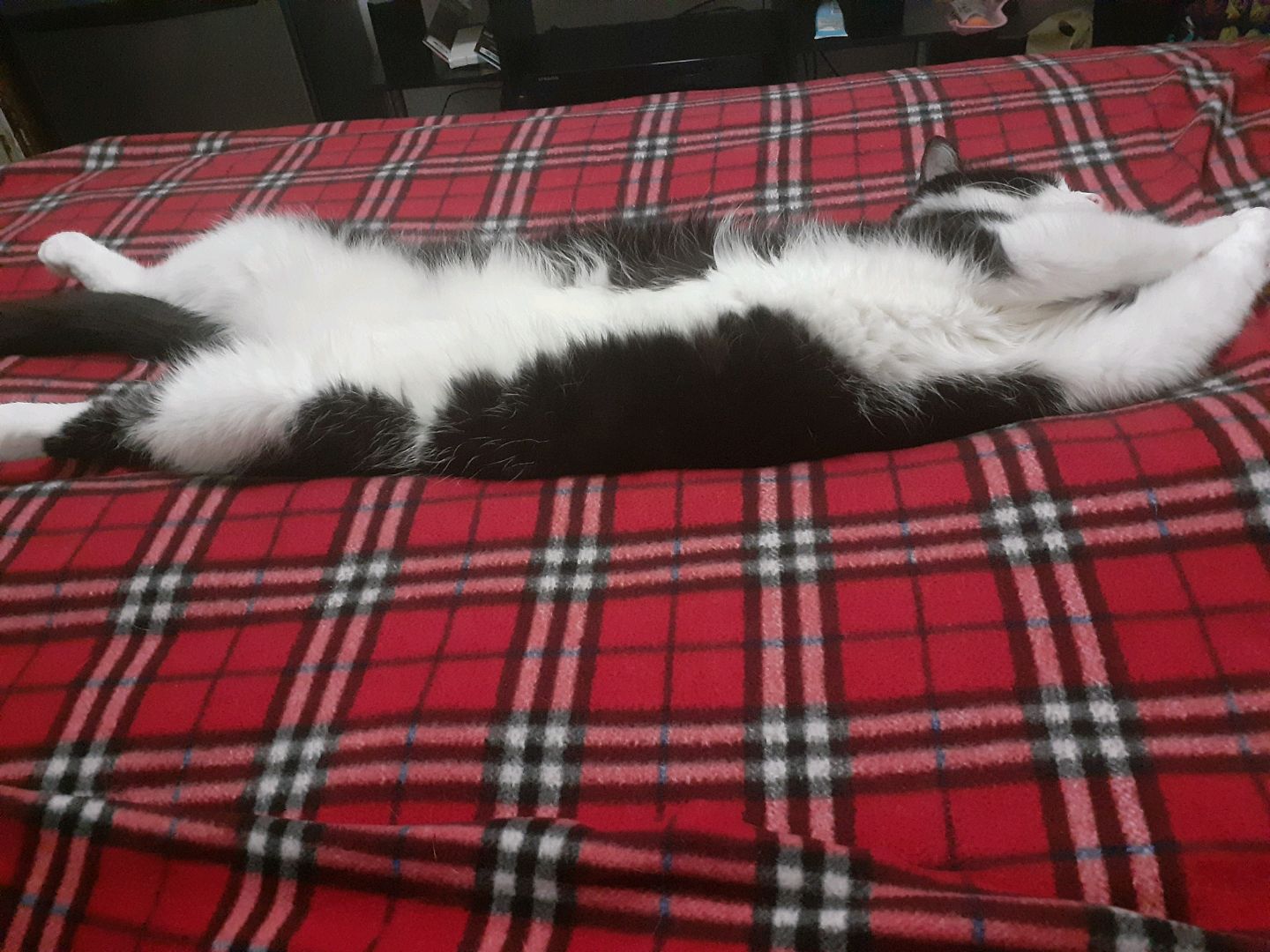 My Furrbabies
