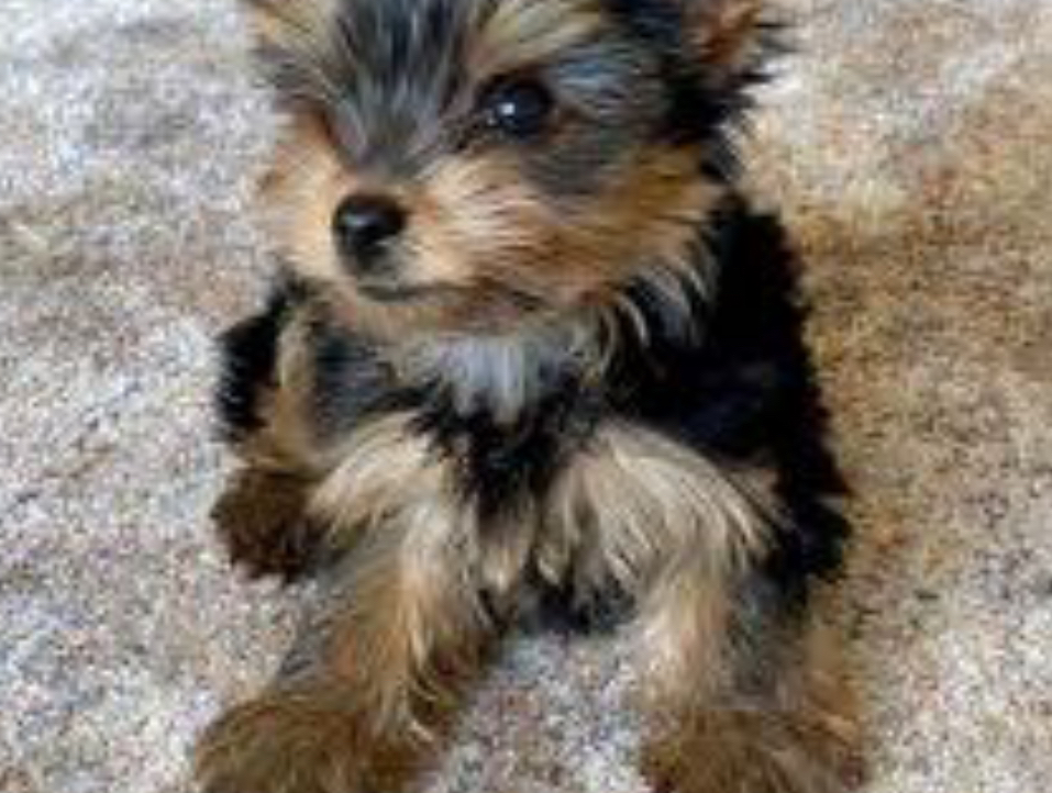 Found this dog in my garage 9weeks ago ! She must of come in while they were continue reading down 