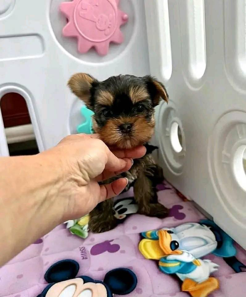 Found  female pup 9weeks ago !! Walked into Goody's candy shop,and is now with us at read down 👇