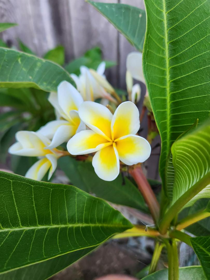 Hawaiian Beauties
