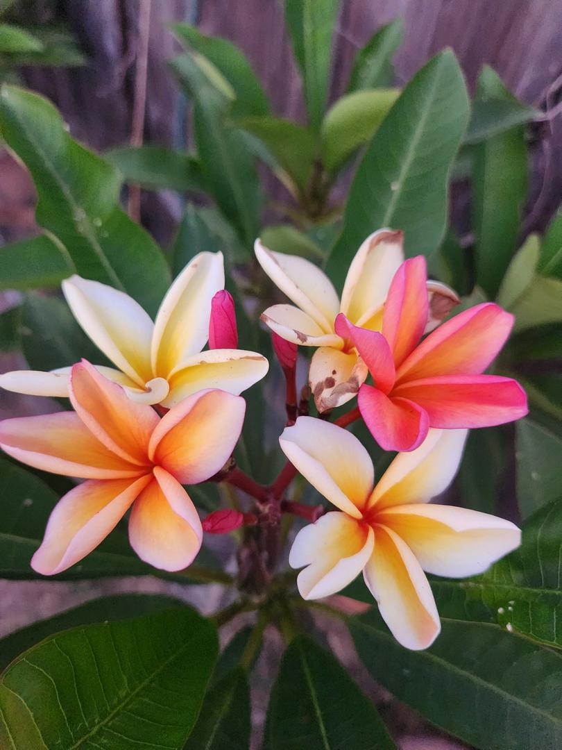 Hawaiian Beauties