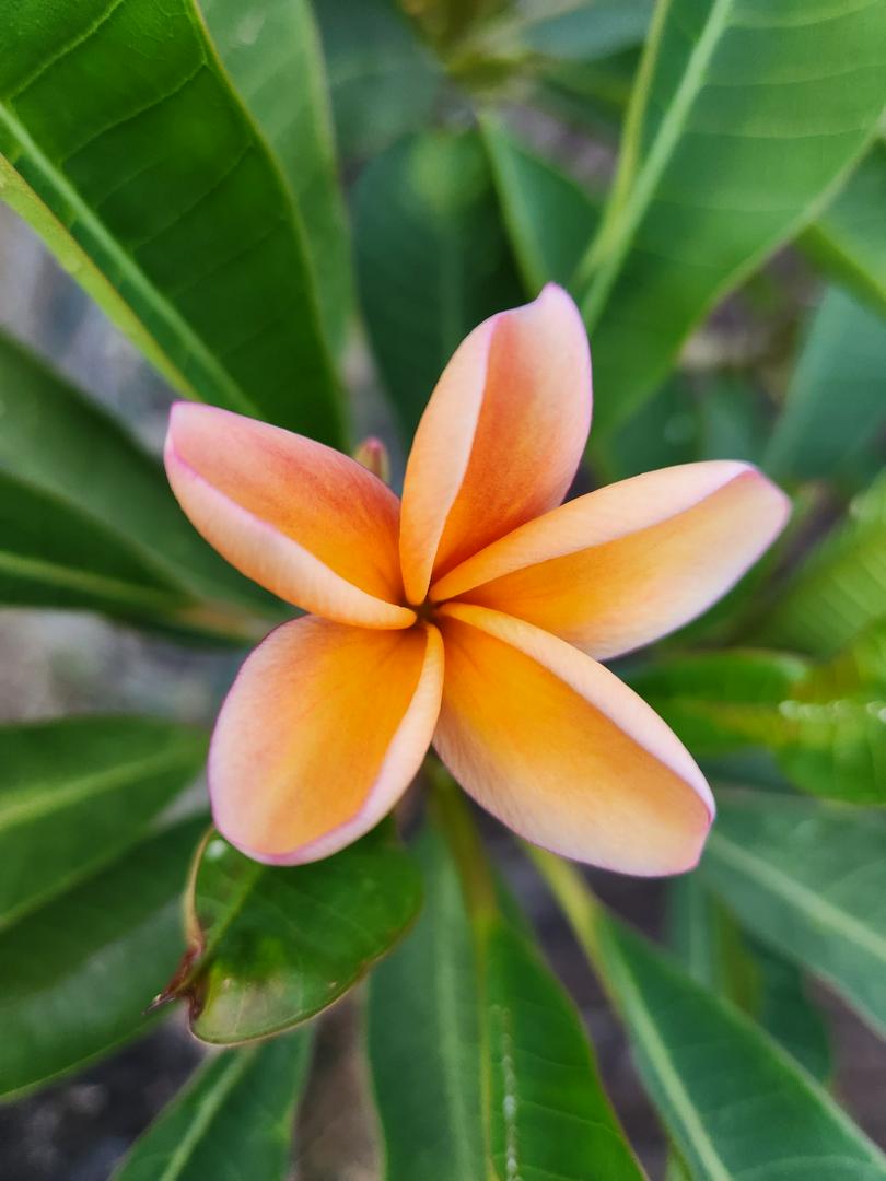 Hawaiian Beauties