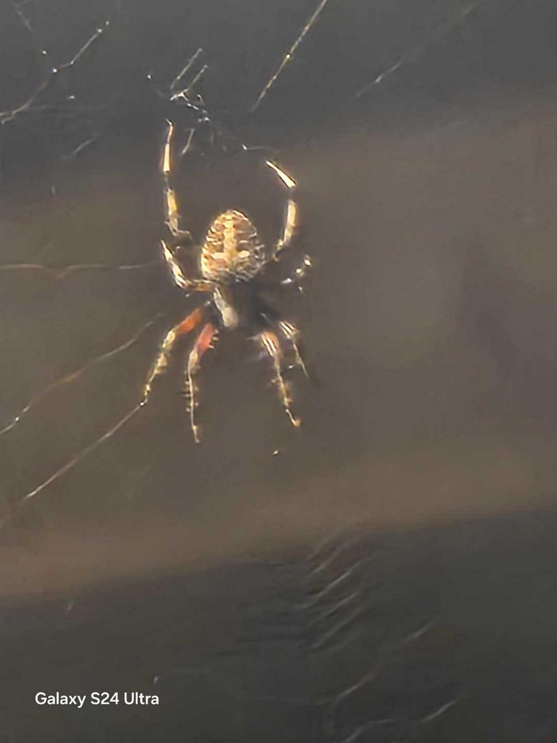 SOME SPIDERS ARE HELPFUL