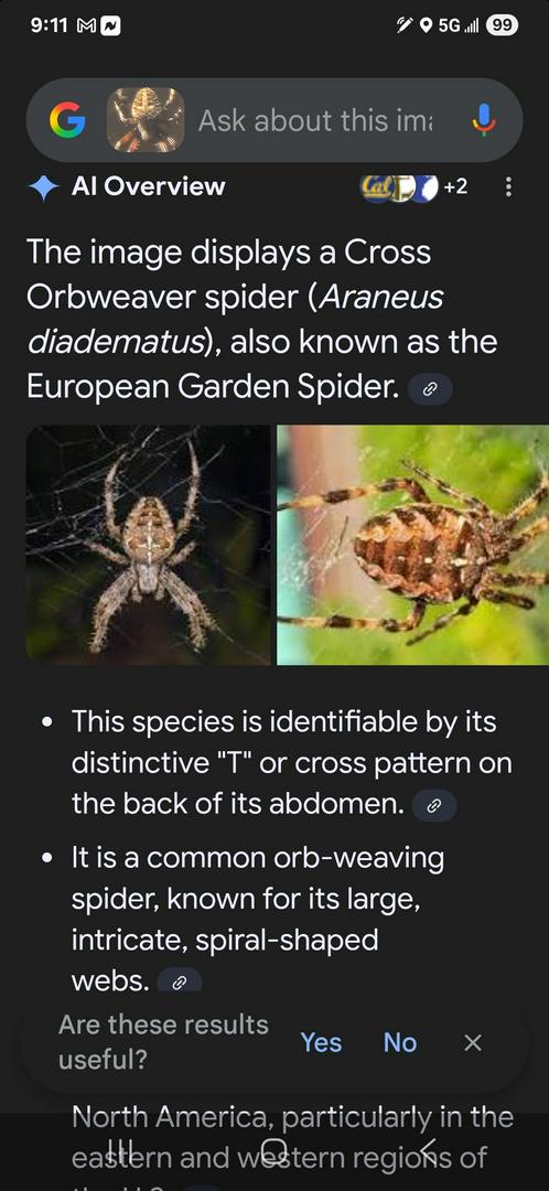 SOME SPIDERS ARE HELPFUL