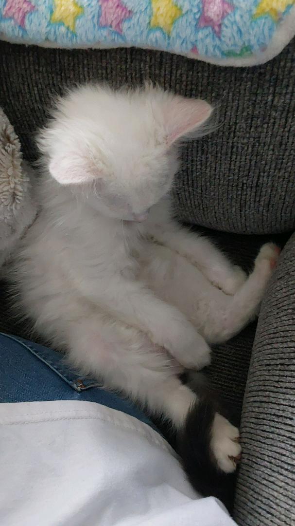 This is Sky, my newest sweet little angel. He makes me smile even when I don't feel like smiling ❤️