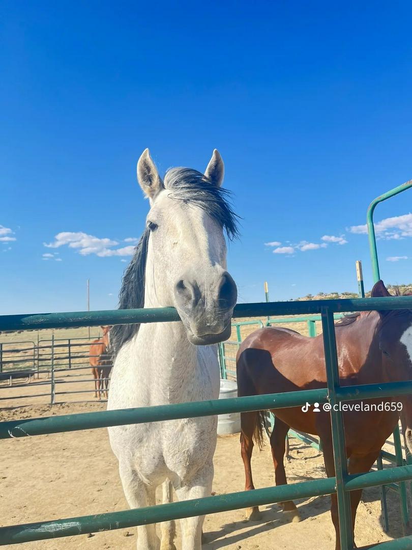 Missing horse  🥺🥺🥺someone please. Bring him home to me please.  If he is on the Navajo Nation  comme