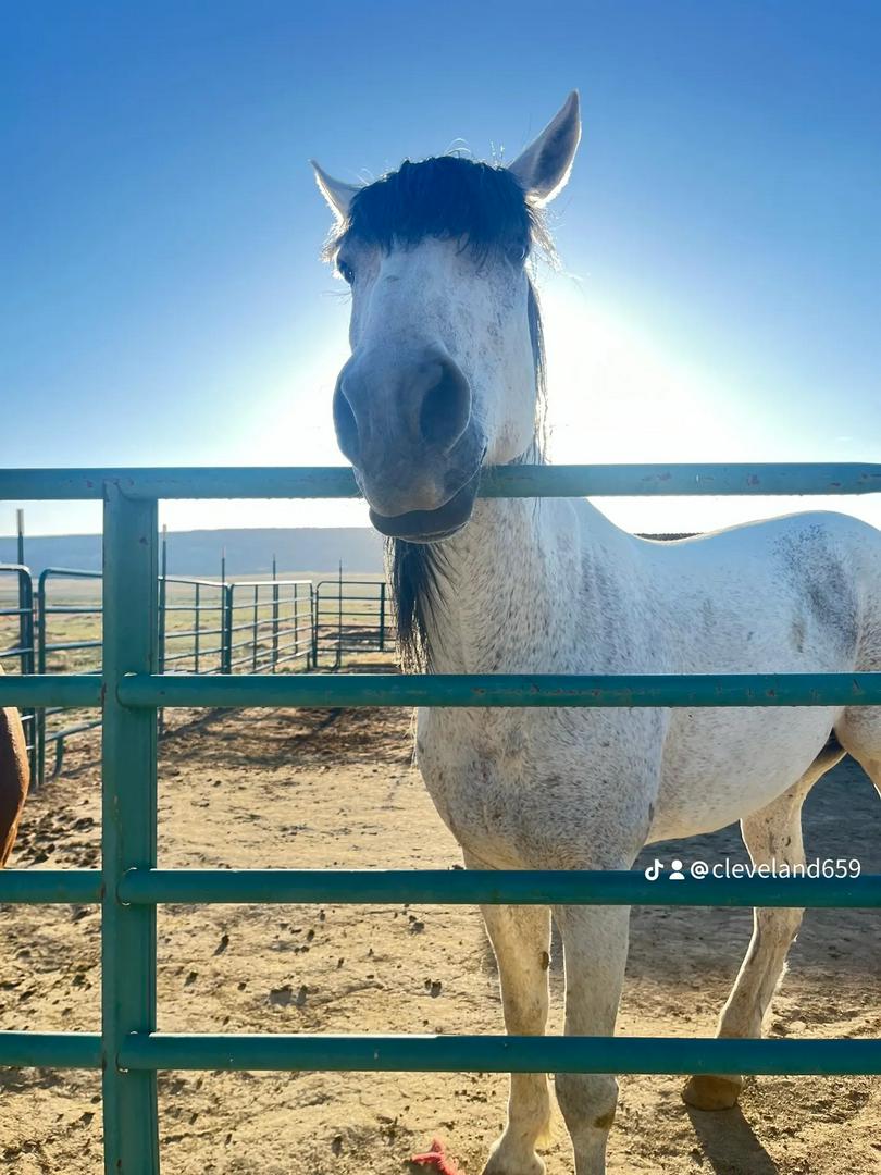 Missing horse  🥺🥺🥺someone please. Bring him home to me please.  If he is on the Navajo Nation  comme