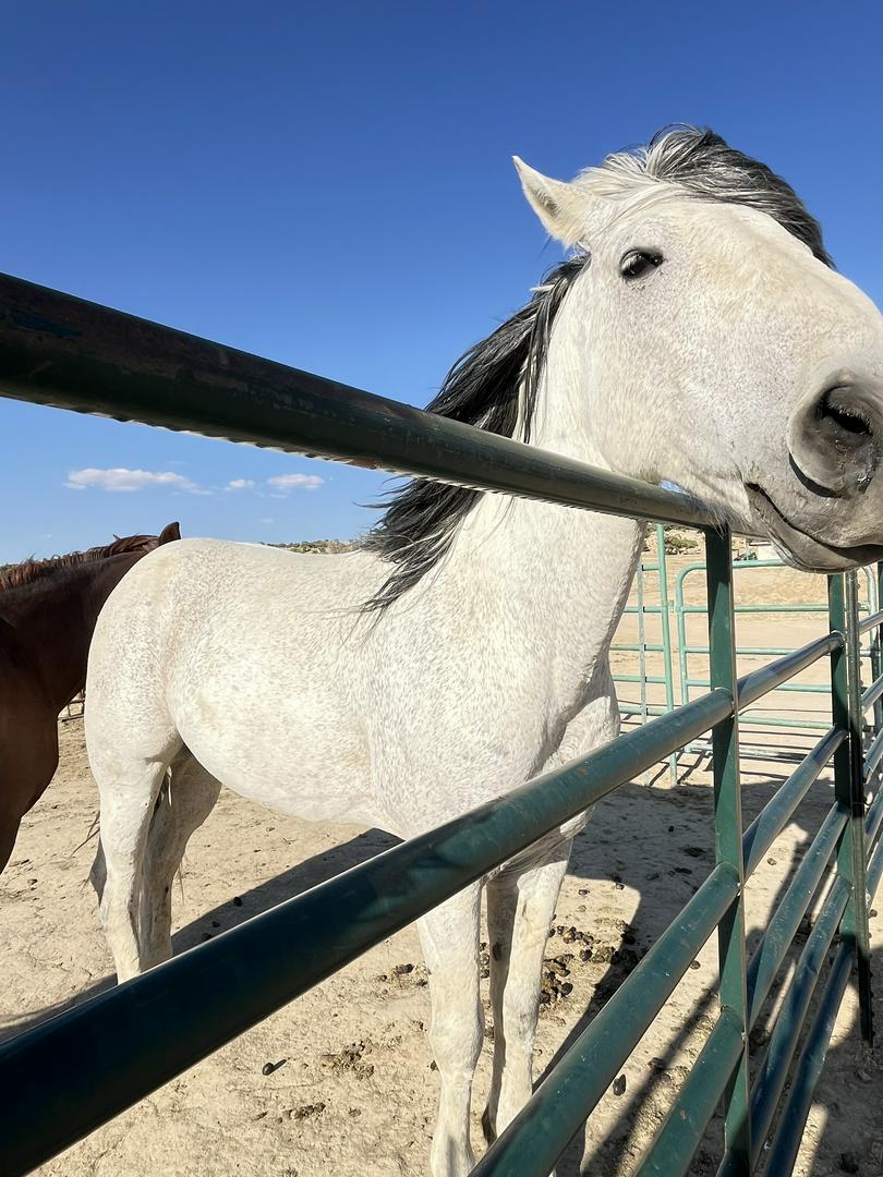 Missing horse  🥺🥺🥺someone please. Bring him home to me please.  If he is on the Navajo Nation  comme