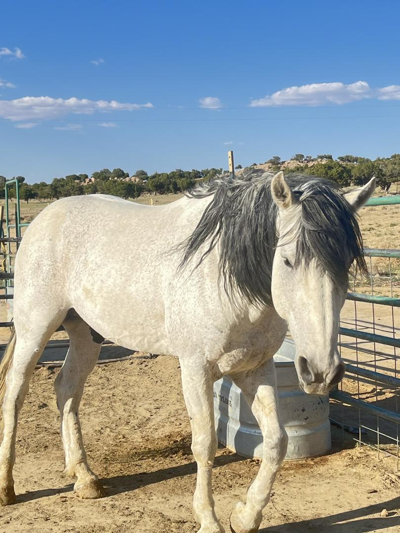 Missing horse  🥺🥺🥺someone please. Bring him home to me please.  If he is on the Navajo Nation  comme