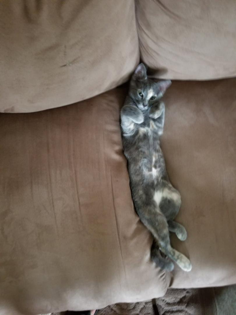 Gracie Saved My Life