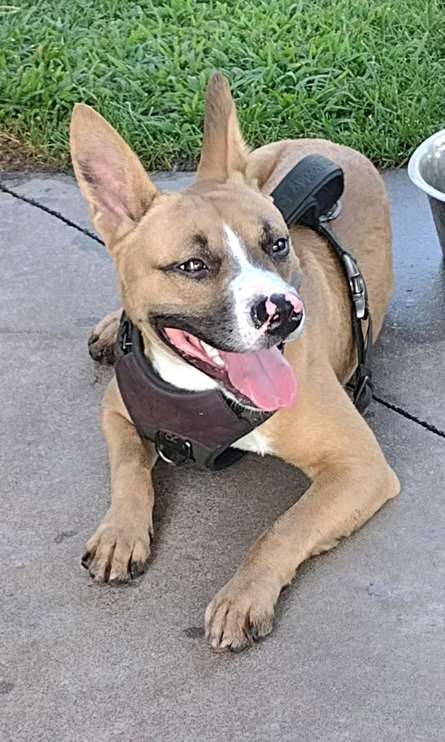 Sometimes you get the dog you need.  This is Ozzy.