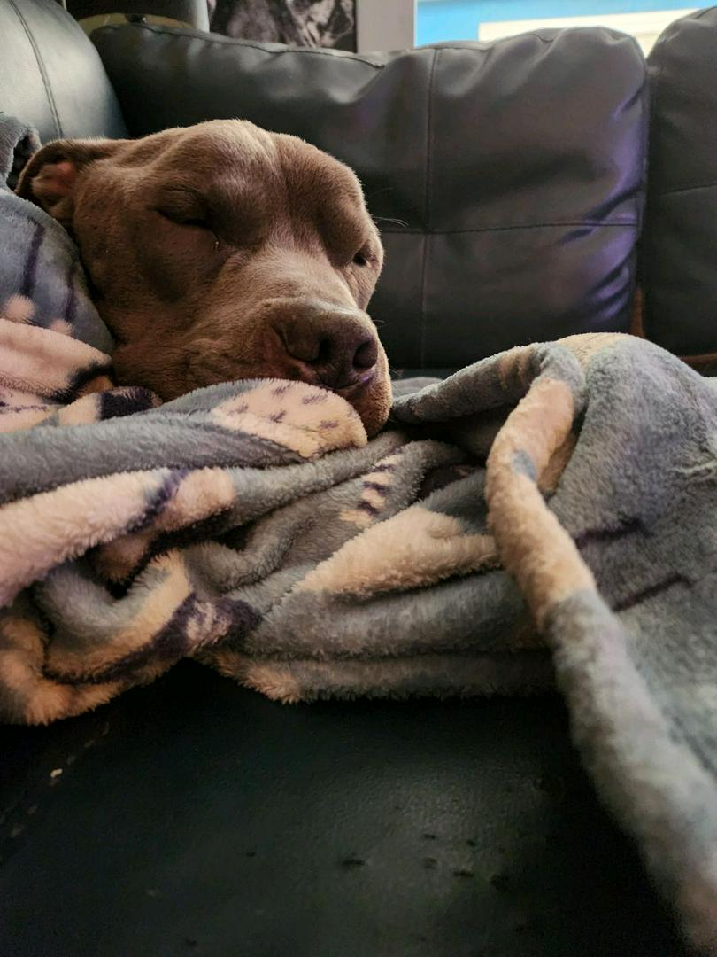 “Poisoned but Alive: Why Animal Abuse Must Be Treated as a Serious Crime”