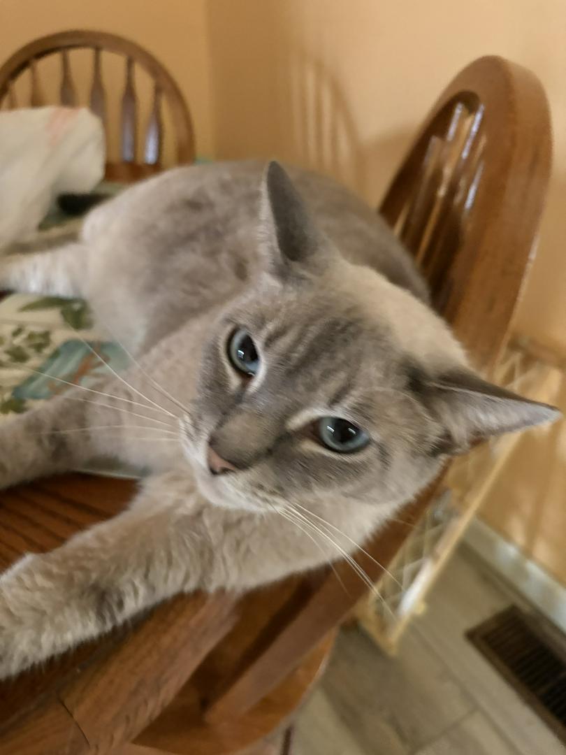 This is my Burmese cat with. Big blue eyes! His name is Blue